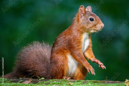 Closeup of a red squirrel standing on a green mossy log