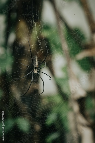 Close-up of Nephila pilipes, a northern golden orb weaver on a cobweb. photo