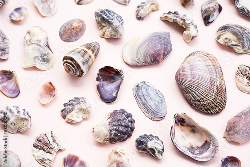 Seashells flat lay. Summery maritime collection.