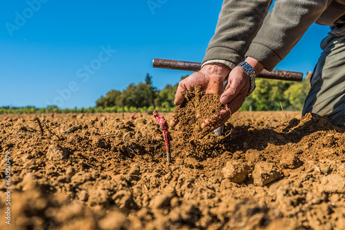 Des mains d' un agriculteur cultivant sa terre et qui plante des pieds de vignes en Provence  en France.
