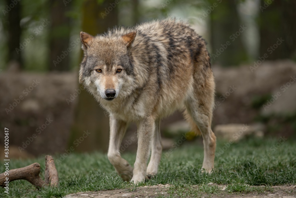 Grey wolf walking across a grassy meadow surrounded by trees in a forest setting. Grey wolf walking across a grassy meadow surrounded by trees in a forest setting.