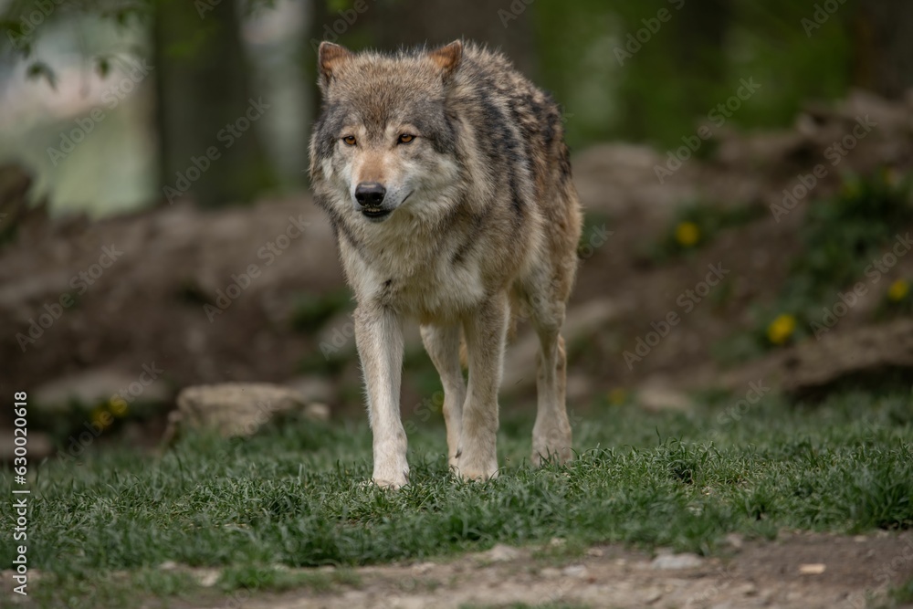 Grey wolf walking across a grassy meadow surrounded by trees in a forest setting.