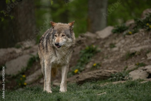 Grey wolf standing in a green meadow in the woods.