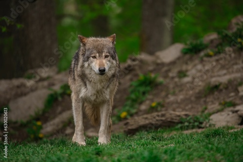 Fototapeta Naklejka Na Ścianę i Meble -  Grey wolf standing in a green meadow in the woods.