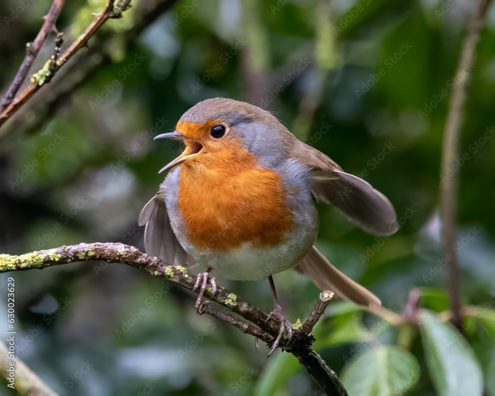 Brown European robin perched atop a branch in a lush green tree Brown European robin perched atop a branch in a lush green tree