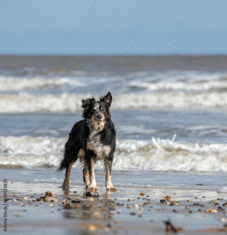 Australian Shepherd dog stands happily on the beach, looking away from the camera Australian Shepherd dog stands happily on the beach, looking away from the camera