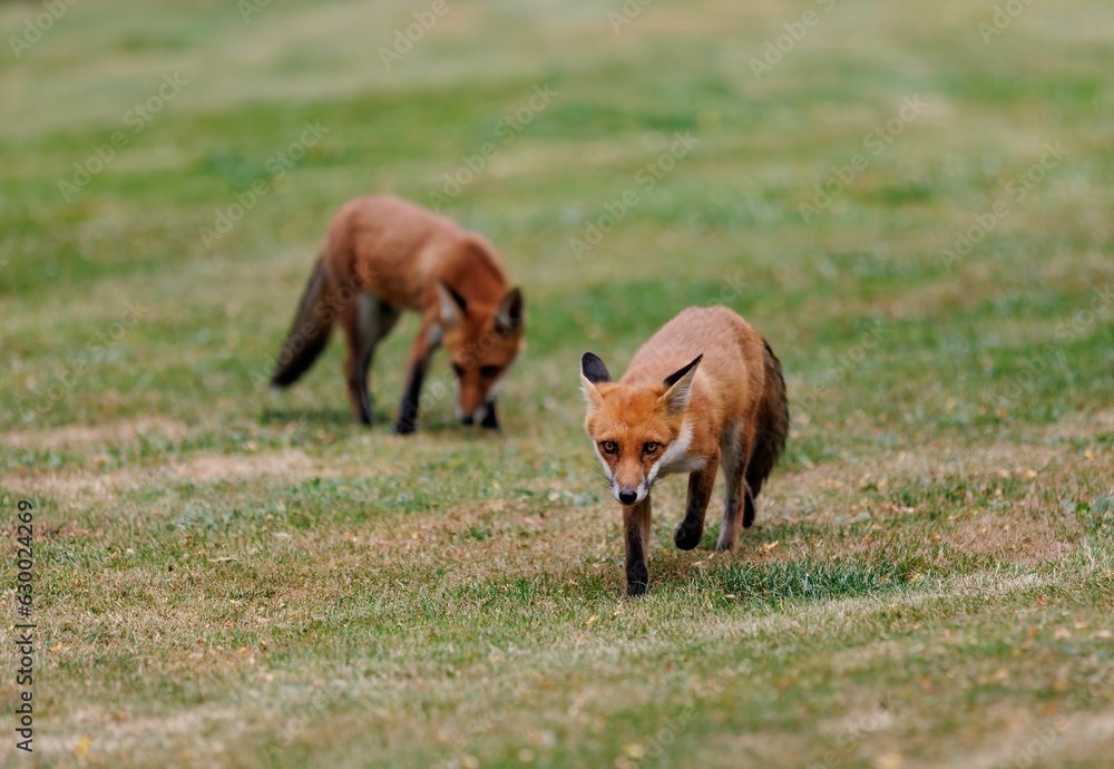 Scenic view of two playful red foxes on a green lawn Scenic view of two playful red foxes on a green lawn