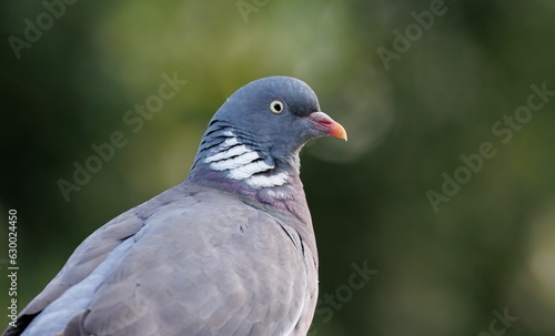 Closeup of a grey pigeon on a blurry green background