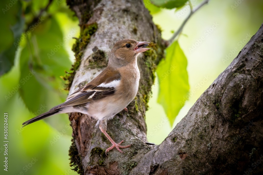 Small bird perched on a branch of a tree in a natural outdoor setting Small bird perched on a branch of a tree in a natural outdoor setting