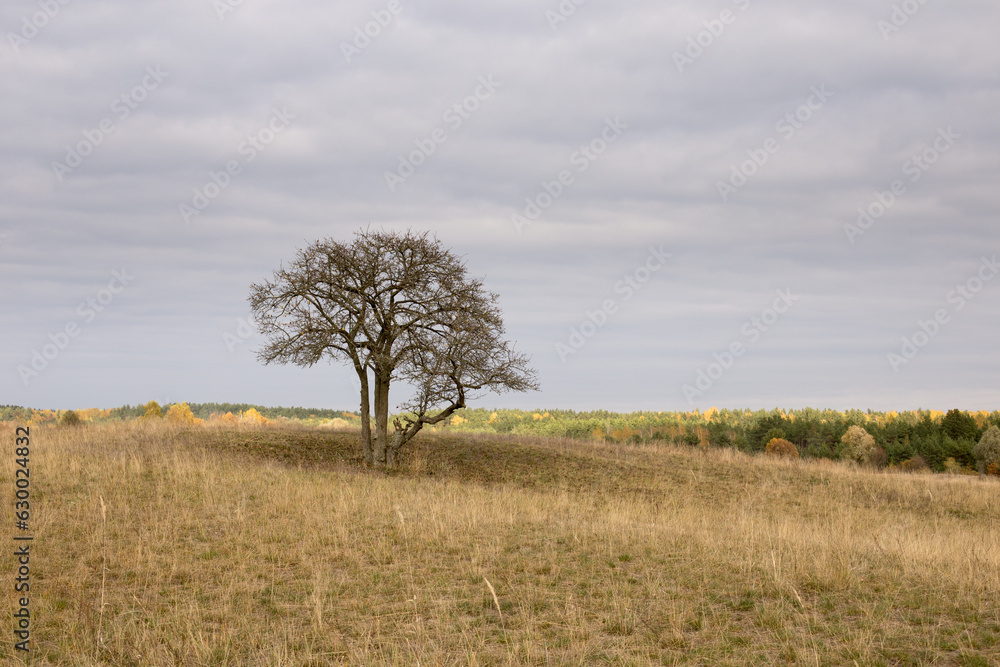 Lonely tree in a field on a small hill, autumn colors Lonely tree in a field on a small hill, autumn colors