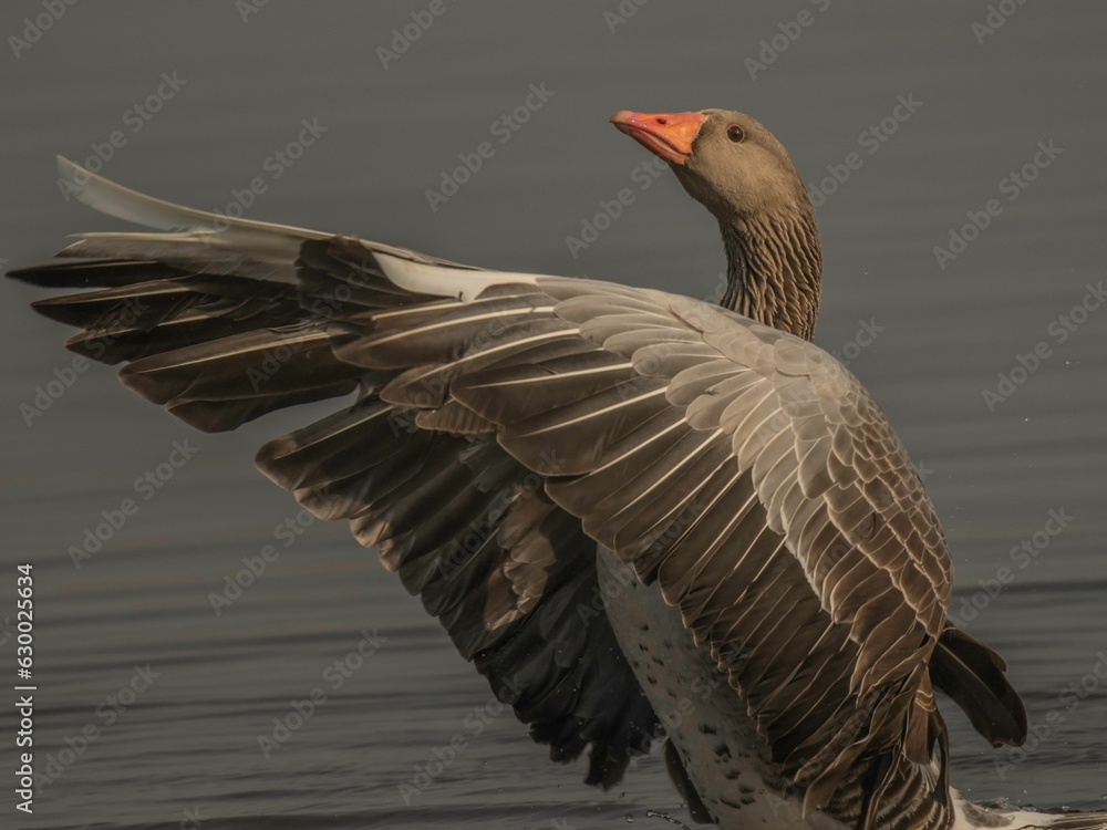 Gray goose standing in a pond, spreading wings out Gray goose standing in a pond, spreading wings out