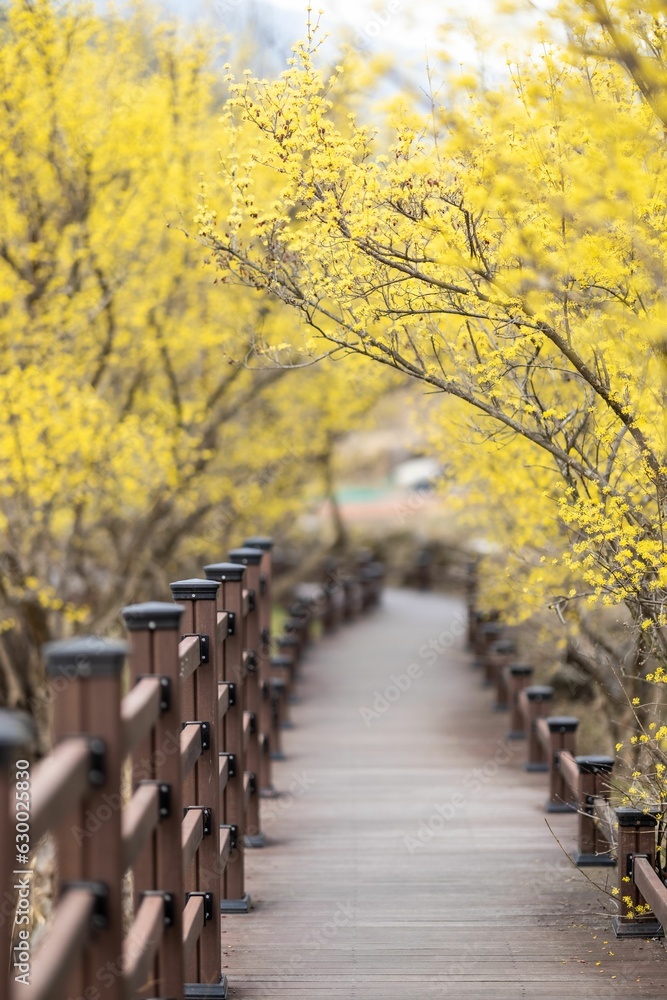 Flowering yellow trees in Gurye Sansuyu Village, South Korea Flowering yellow trees in Gurye Sansuyu Village, South Korea