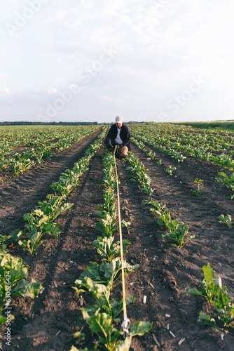 A farmer in a field of sugar beets checks the crop and the presence of weeds. Agricultural concept at sunset and clouds.
