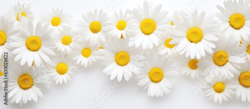 Daisies, white flowers with yellow centers, create a spring or summer background with room for text. © HN Works