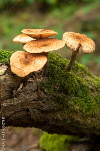 Close-up of honey fungus mushrooms growing on a tree log