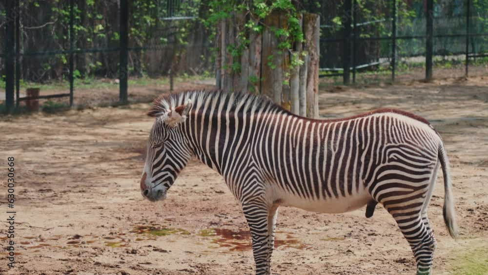 Closeup video of a beautiful zebra in the field in the zoo cage Closeup video of a beautiful zebra in the field in the zoo cage
