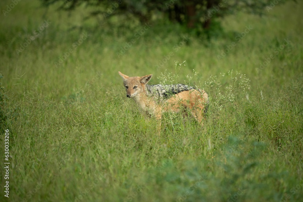 Fototapeta premium Wild Golden jackal walking through tall grass in its natural habitat
