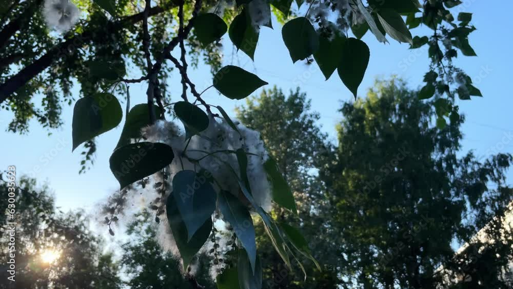 Closeup, poplar branch fluff falling down. Blooming poplar fluff seeds hang from green leaves