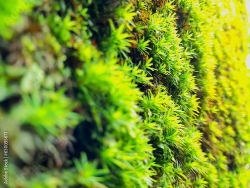 green moss background