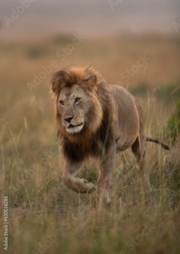 Lion in the morning hours in Savanah  Masai Mara  Kenya