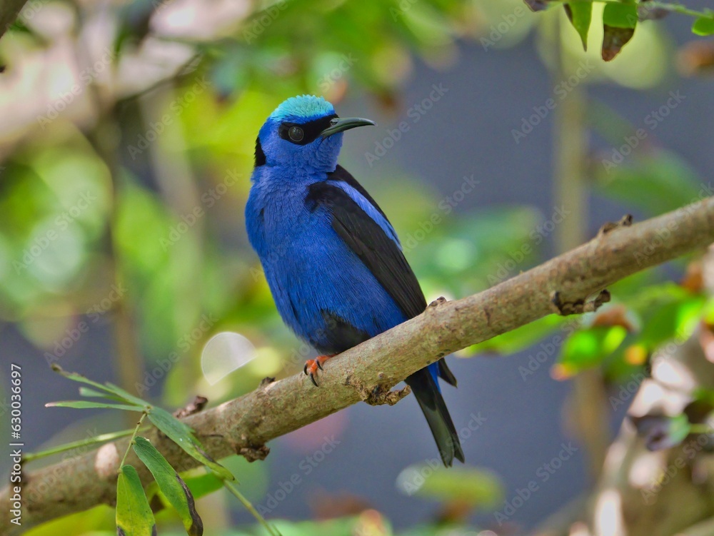 Small, blue Red-legged honeycreeper bird perched on a tree branch Small, blue Red-legged honeycreeper bird perched on a tree branch