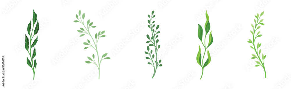 Sprigs and Twiglets with Green Leaves as Botanical Foliage Vector Set Sprigs and Twiglets with Green Leaves as Botanical Foliage Vector Set