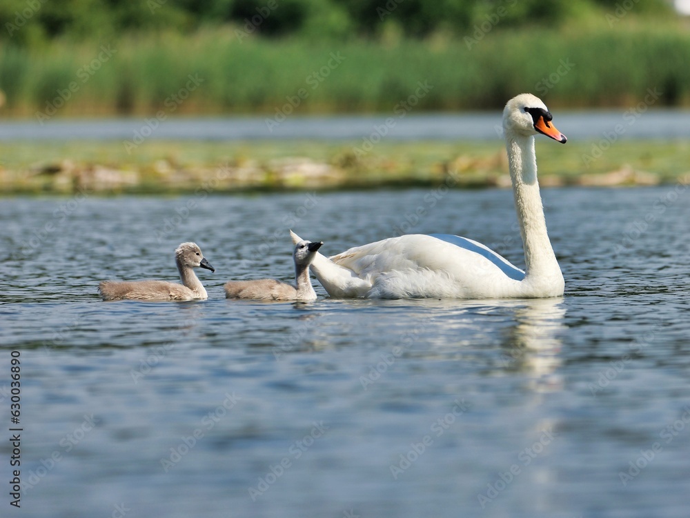Fototapeta premium Scenic view of a white swan swimming in a lake with its babies