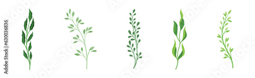 Sprigs and Twiglets with Green Leaves as Botanical Foliage Vector Set