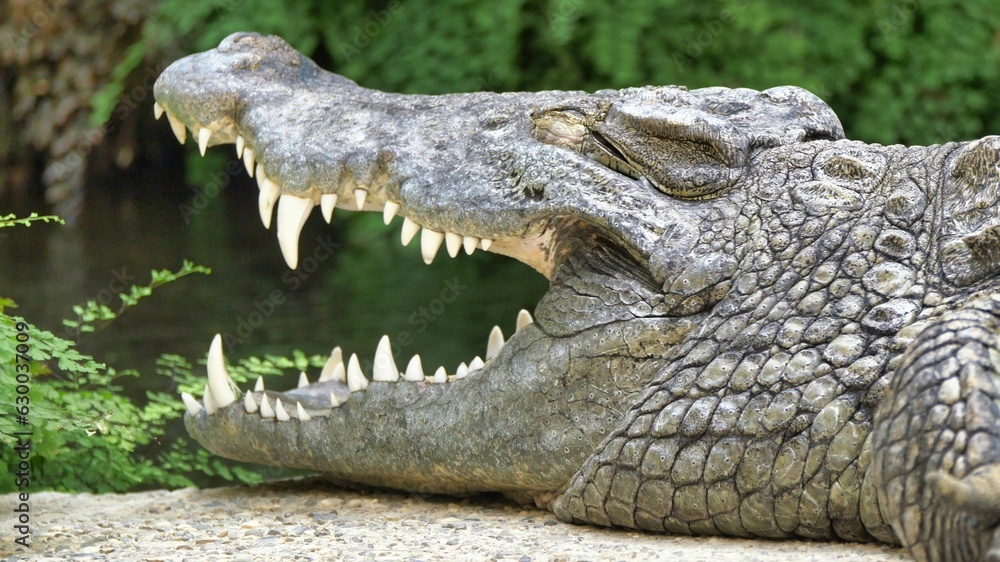 Obraz premium Closeup of an alligator near a pond