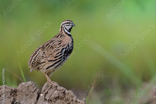 brown bird with black stripe on its chest to belly, Rain or black-breasted quail (coturnix coromandelica)