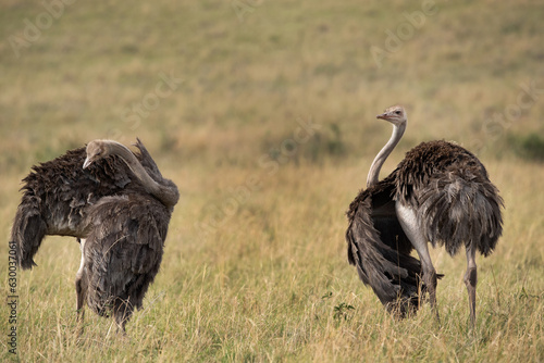 Ostrichs in the Masai Mara grassland, Kenya photo