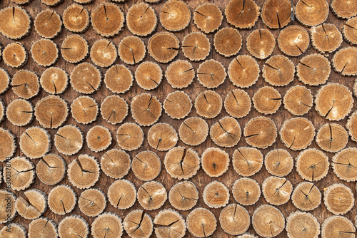 Tree trunk cut