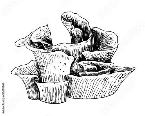 Coral or undersea Seaweed. Hand drawn vector illustration in outline style. Drawing of sea plant on isolated background. Underwater engraving painted by black inks. Nautical linear sketch for cosmetic
