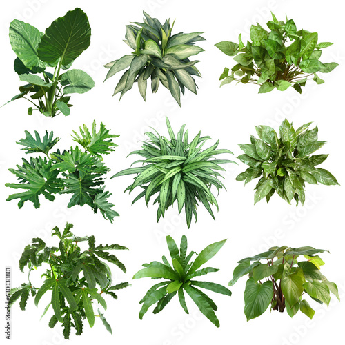 	
Set of plants isolated on white background. Cutout vegetation for garden design or landscaping. High quality clipping mask for professionnal composition.