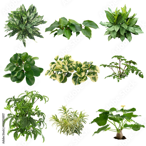  Set of plants isolated on white background. Cutout vegetation for garden design or landscaping. High quality clipping mask for professionnal composition.