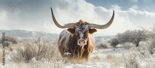 A Texas Longhorn cow with big horns is seen in the winter with blurred snow in the foreground and a