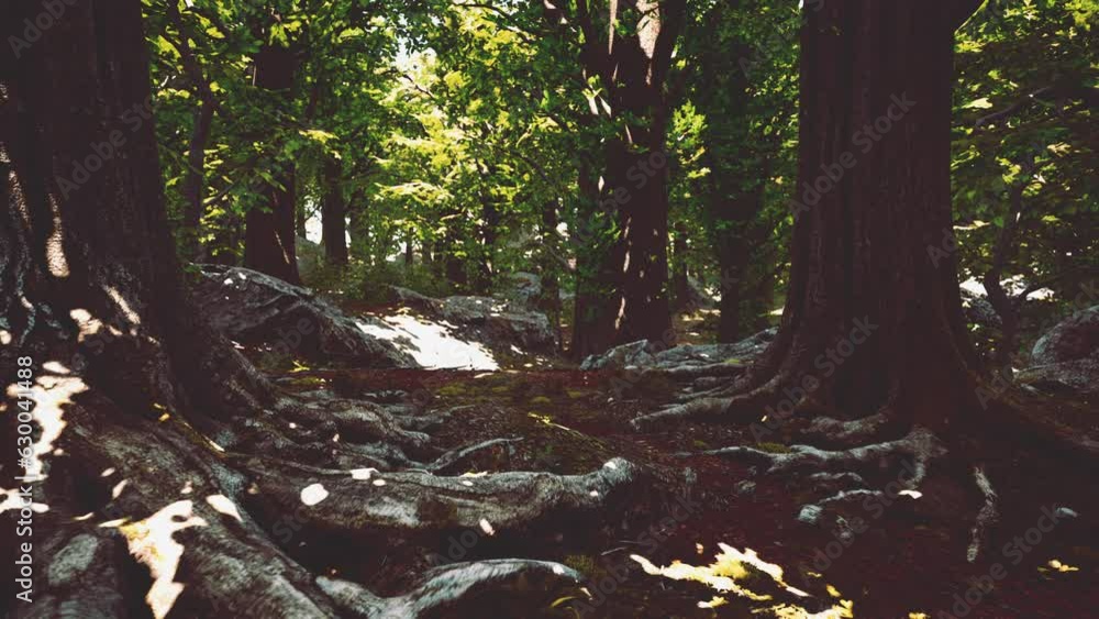 Peaceful magical mossy forest scene Peaceful magical mossy forest scene