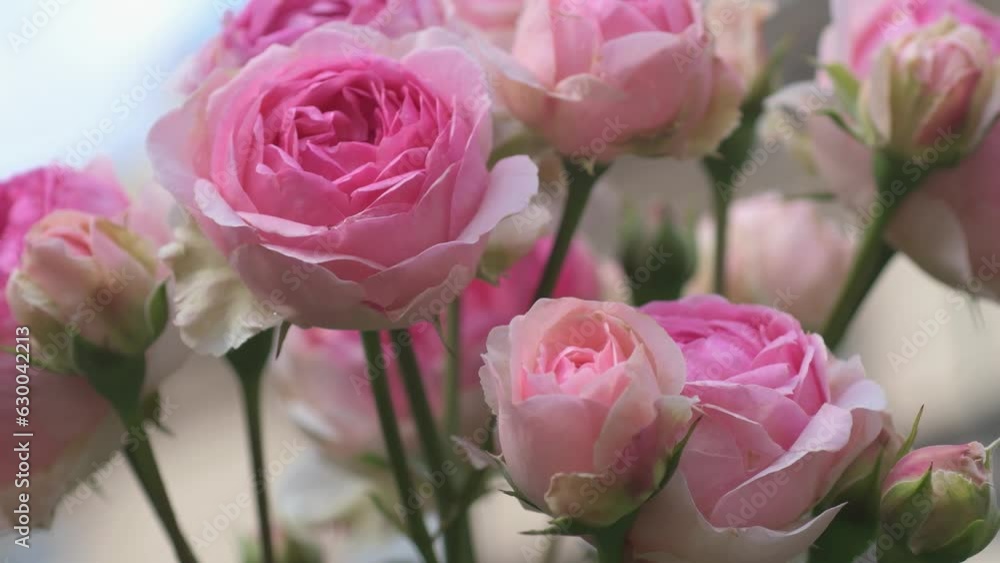 amazing natural bouquet of pink roses blooming in garden. close up amazing natural bouquet of pink roses blooming in garden. close up
