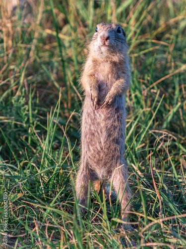 Prairie dogs are standing on hind legs and looking around