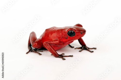 Strawberry poison-dart frog // Erdbeerfröschchen (Oophaga pumilio) - Isla Solarte