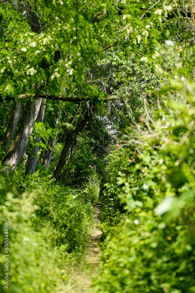 Narrow path in densely overgrown nature reserve, national park with blur gradient