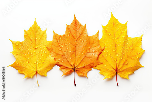 Autumn leaves background.with drops of water  isolated white background