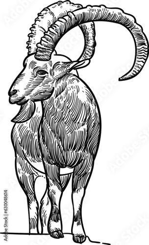 Vintage hand drawn sketch of alpine ibex goat