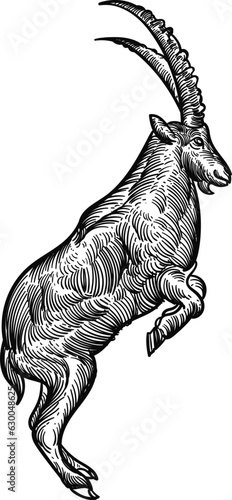 Vintage hand drawn sketch of alpine ibex goat