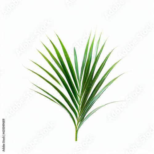 a coconut leaf, green, photography, art, 3D, white background