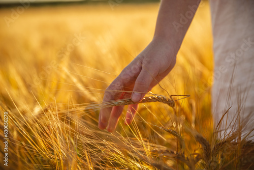 Hand touching wheat in a wheat field