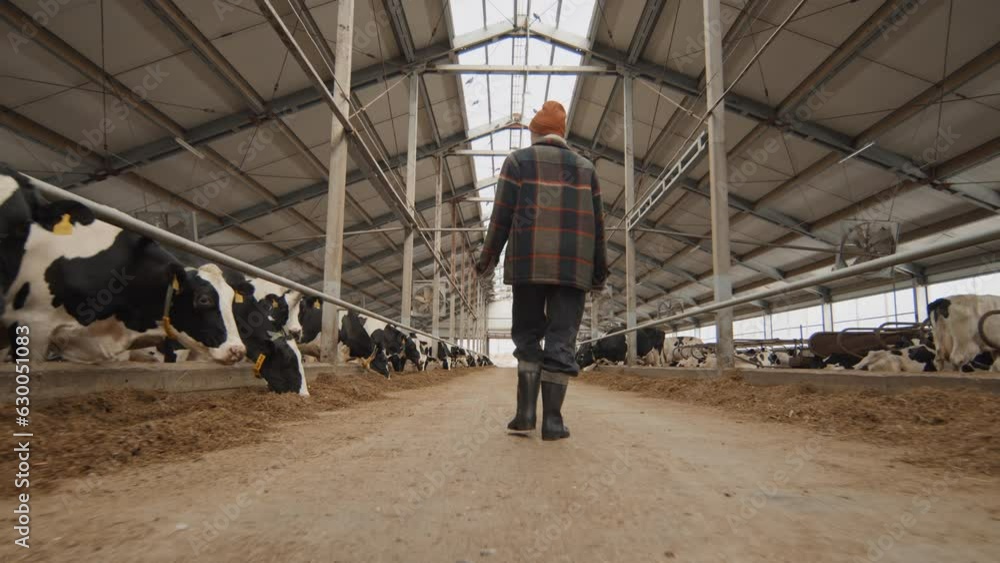 Back view tracking wide shot of unrecognizable woman walking along cowshed at modern farm on autumn day Back view tracking wide shot of unrecognizable woman walking along cowshed at modern farm on autumn day