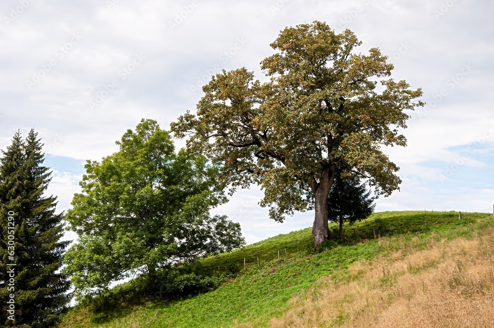 Obraz premium tree on a hill