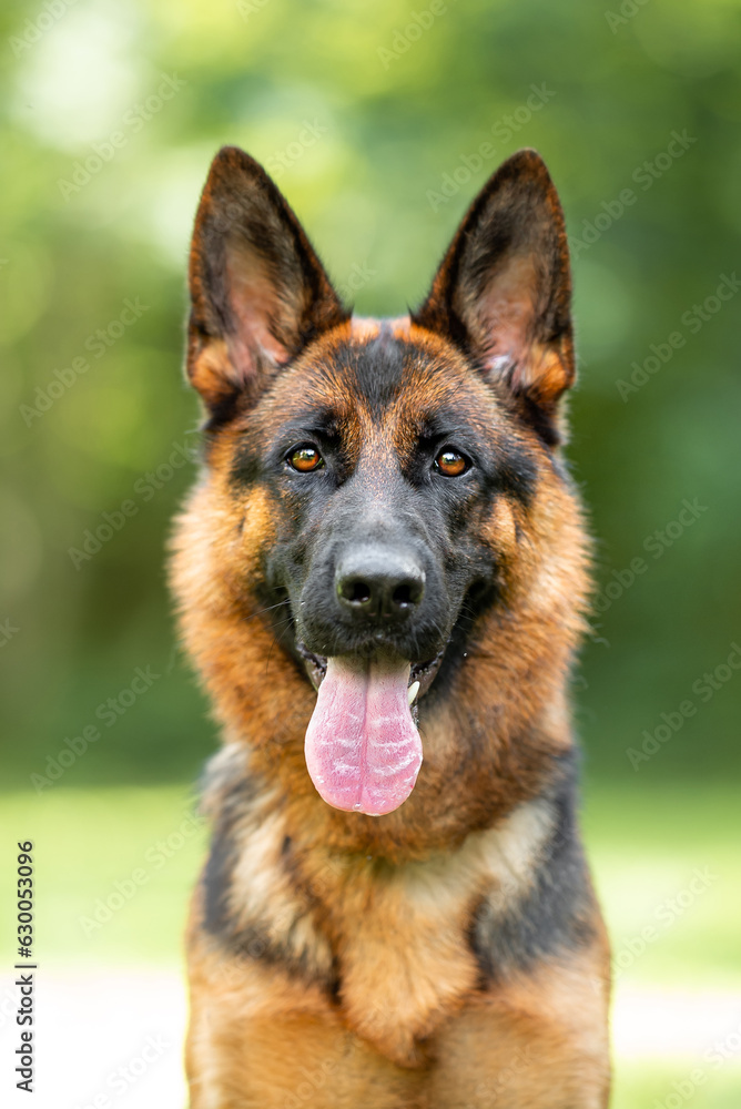 Beautiful black and tan german shepherd outdoor, green blurred background, green spring grass