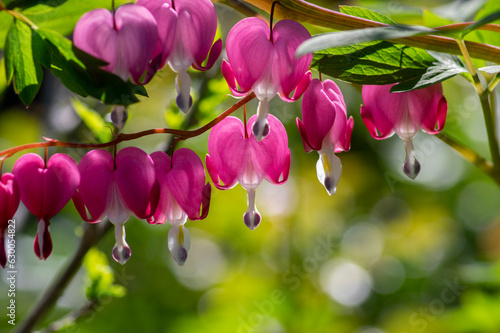 Dicentra spectabilis bleeding heart flowers in hearts shapes in bloom, beautiful Lamprocapnos pink white flowering plant photo